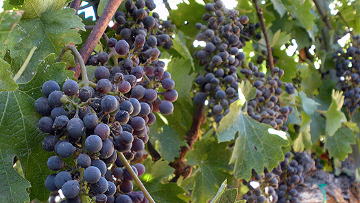 grapes Michigan Grapes