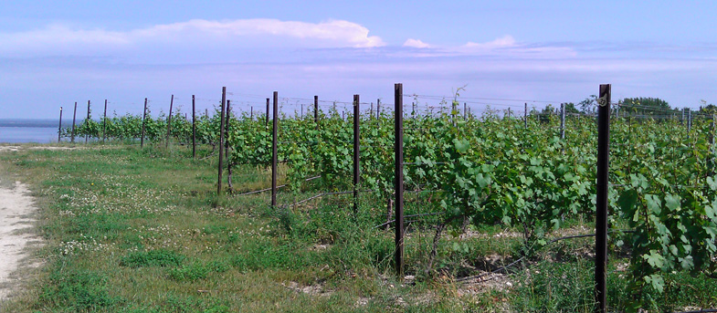 2-lads-vineyards