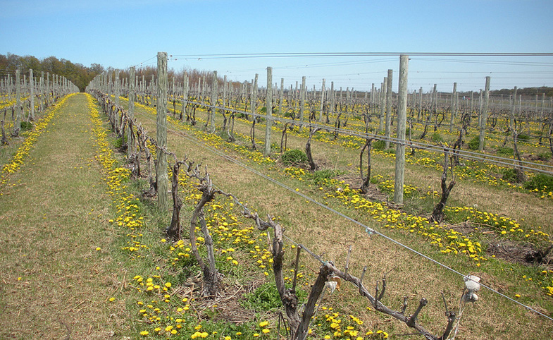 cdl-vineyards